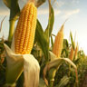 Maïs