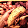 Patates Douce