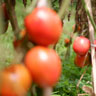 Tomates